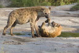 Hyenas, females